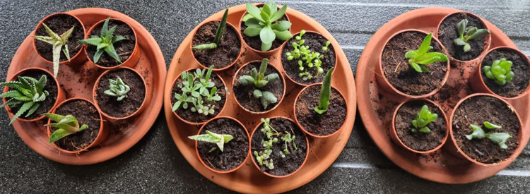 Een foto van mijn stekjes van plantjes voor binnen
