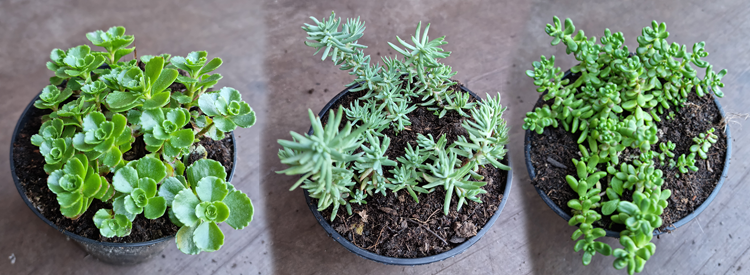 een foto van mijn stekjes van plantjes voor buiten